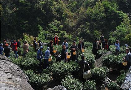 天方茶业与您相约雾里青故里