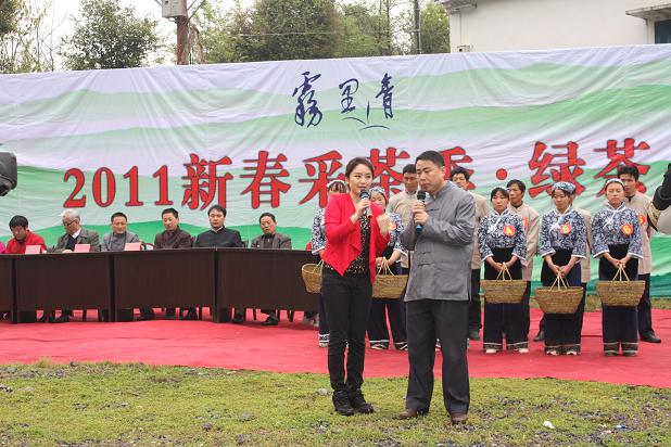 雾里青2011新春采茶季在电视镜头中开始