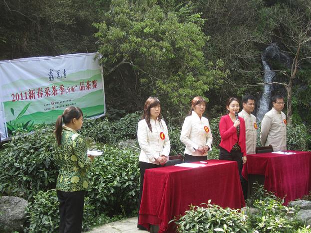 雾里青2011新春采茶季在电视镜头中开始