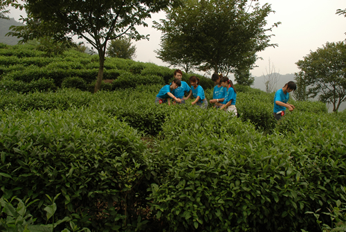 天方大山富硒茶基地